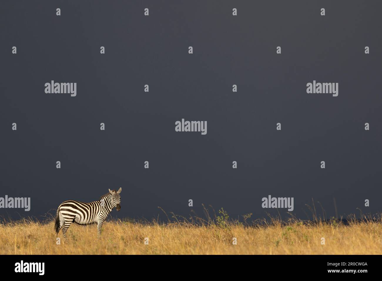 Plains zebra (Equus quagga boehmi), Masai Mara, Kenya Stock Photo