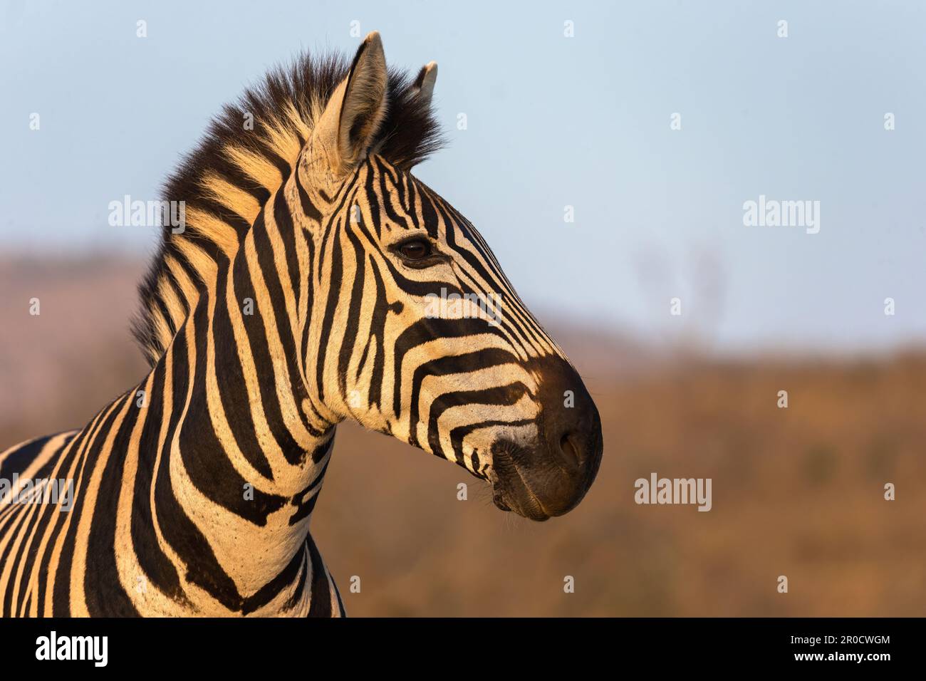 Plains zebra (Equus quagga burchellii), Zimanga game reserve, KwaZulu-Natal, South Africa Stock Photo