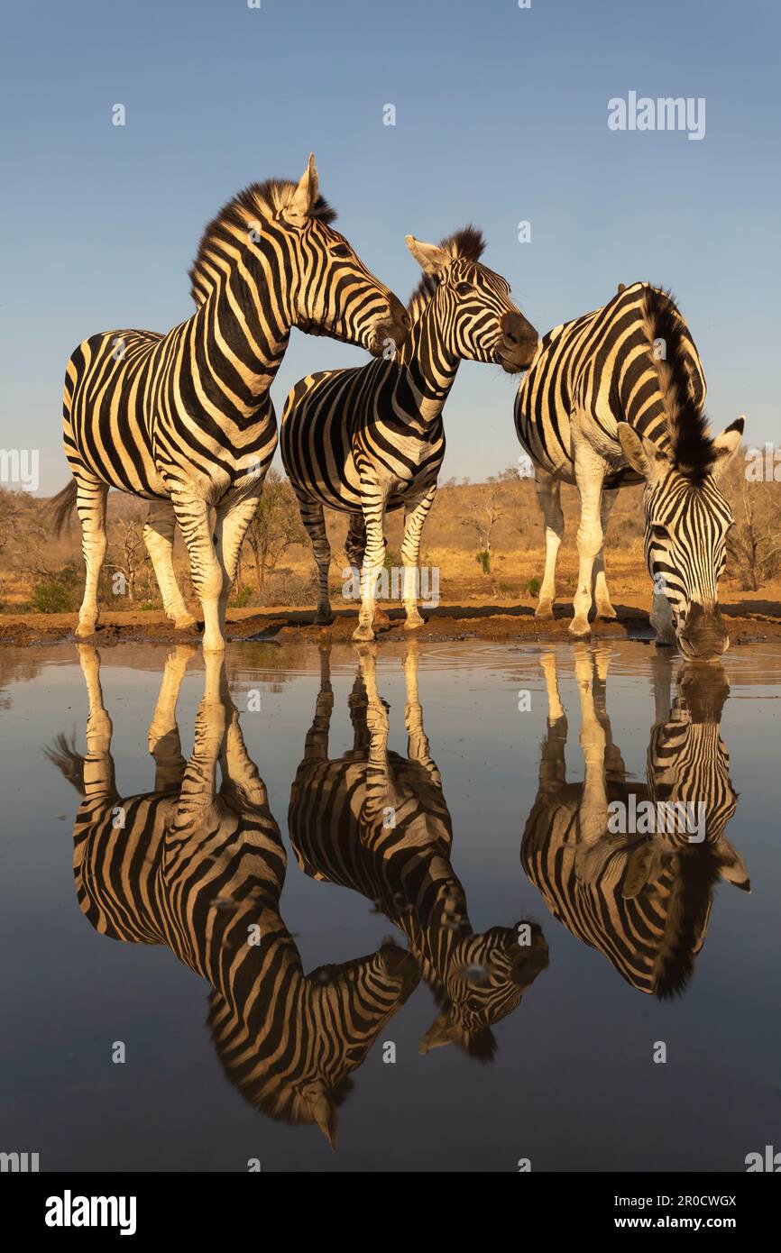 Plains zebra (Equus quagga burchellii) at water, Zimanga game reserve, KwaZulu-Natal, South Africa Stock Photo