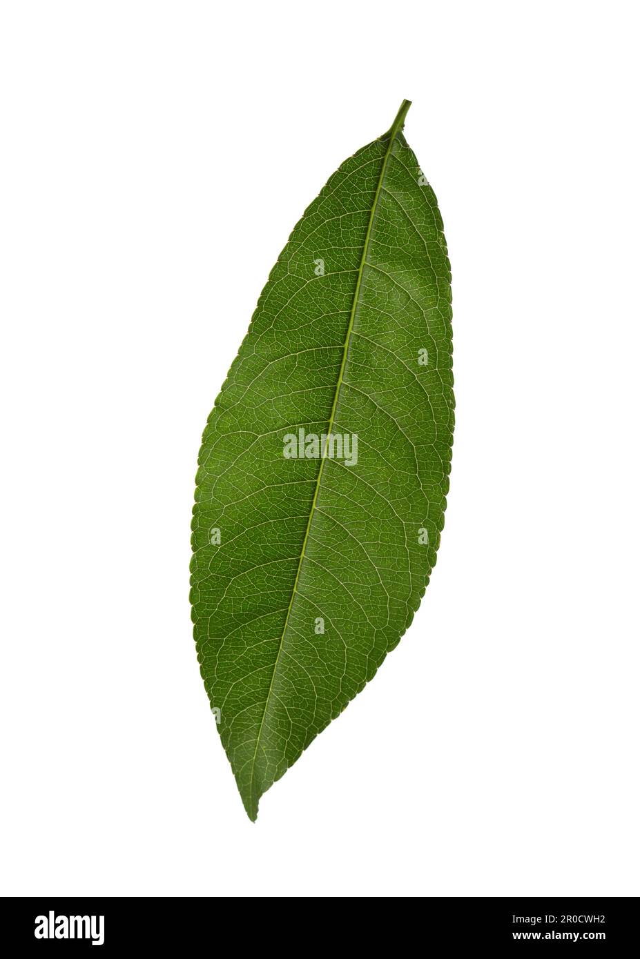 Fresh green Peach leaf isolated on white background. Stock Photo