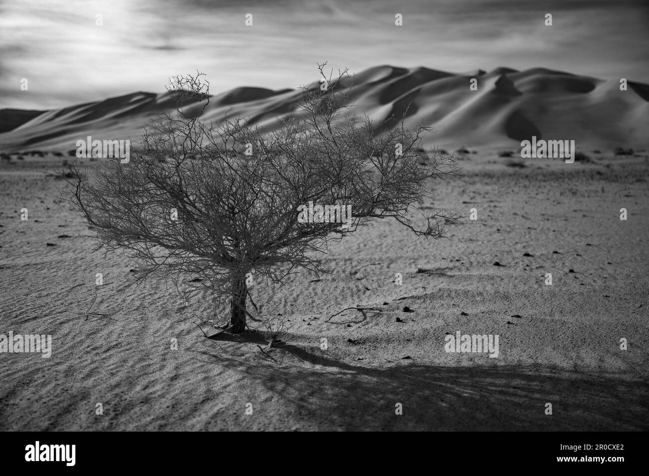A greyscale of a solitary desert tree amidst an arid landscape, Eureka Dunes, Death Valley Stock Photo