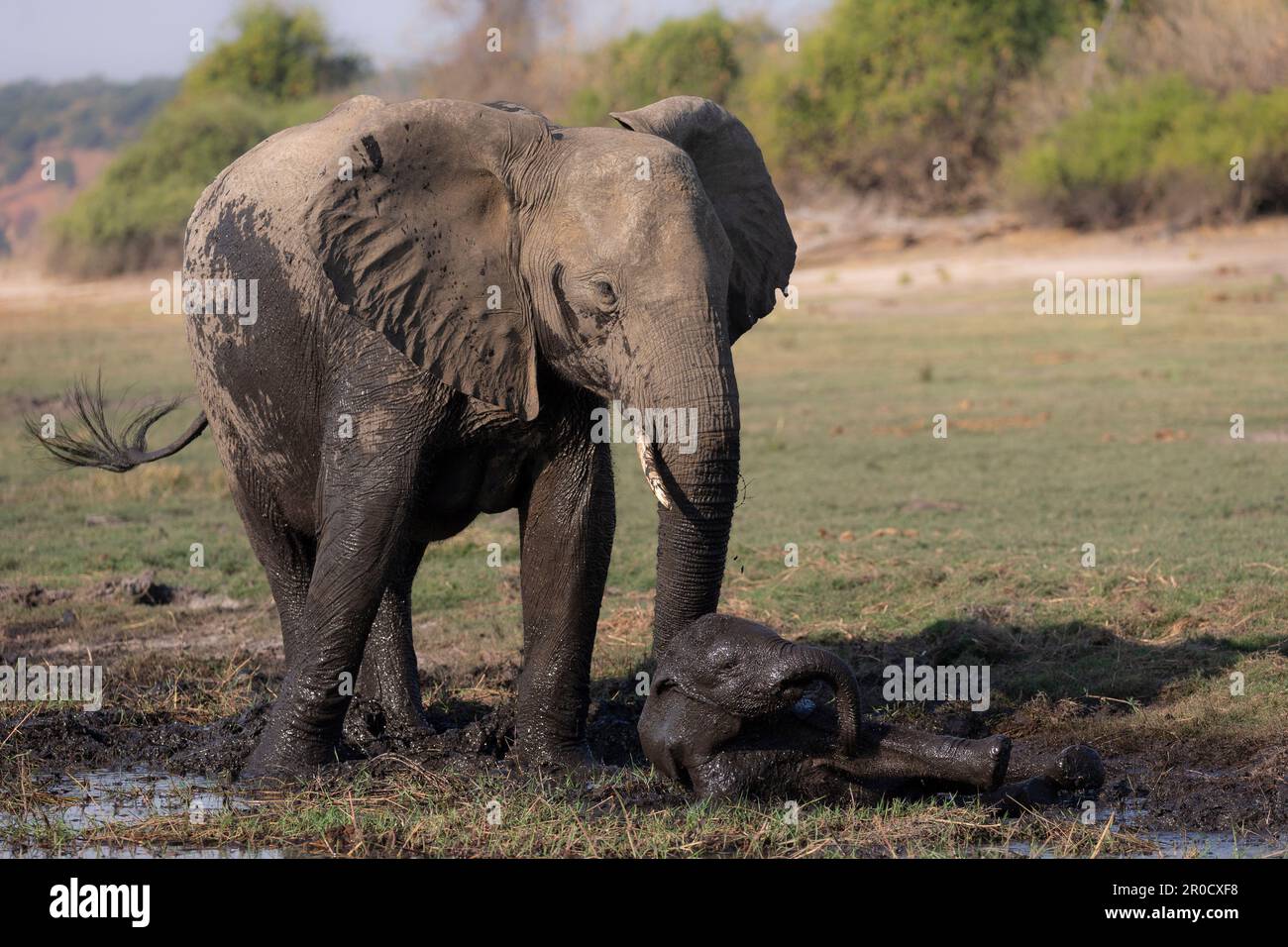 Mud wallowing hi-res stock photography and images - Alamy
