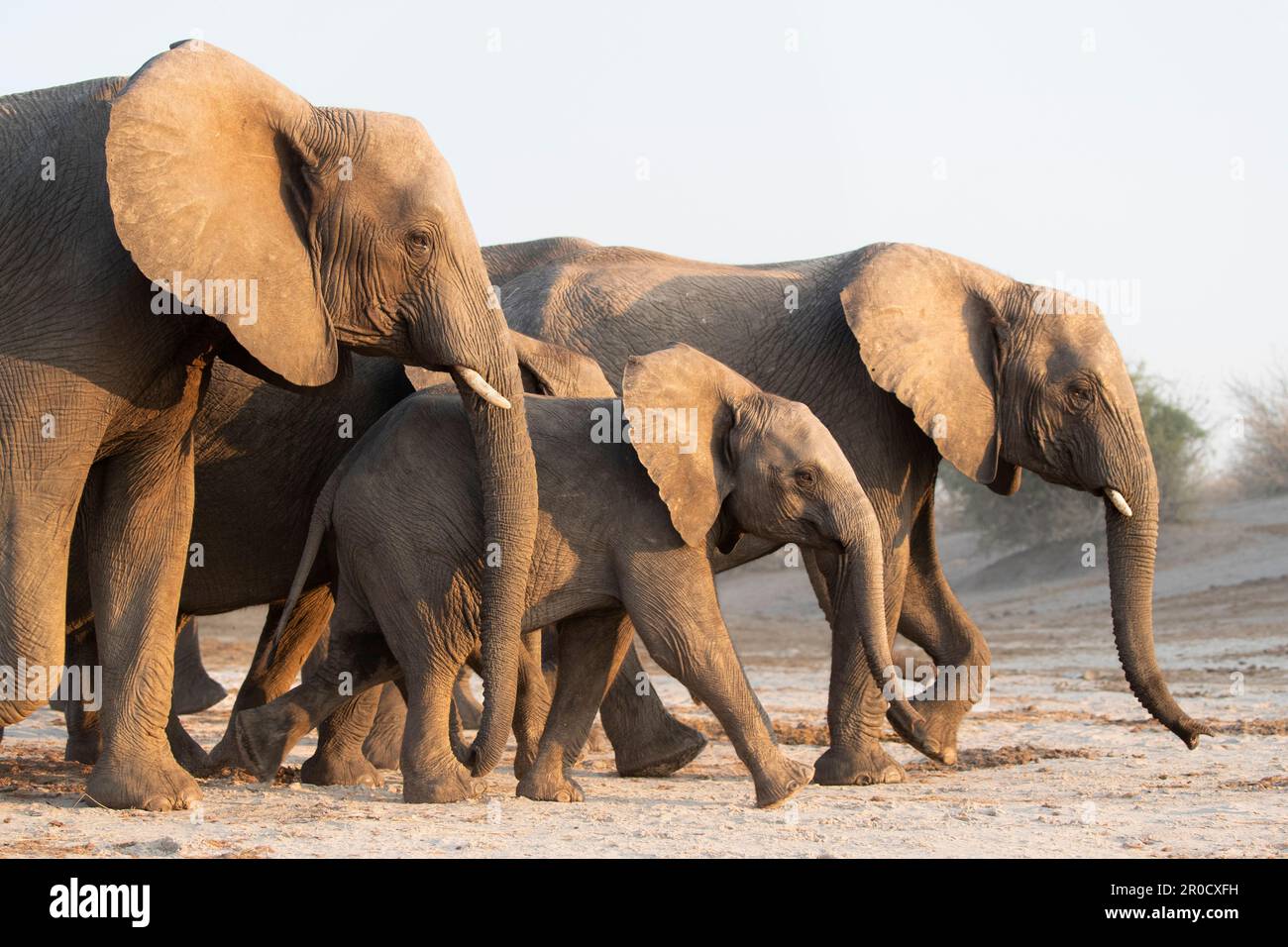 African elephants (Loxodonta africana), Chobe national park, Botswana Stock Photo