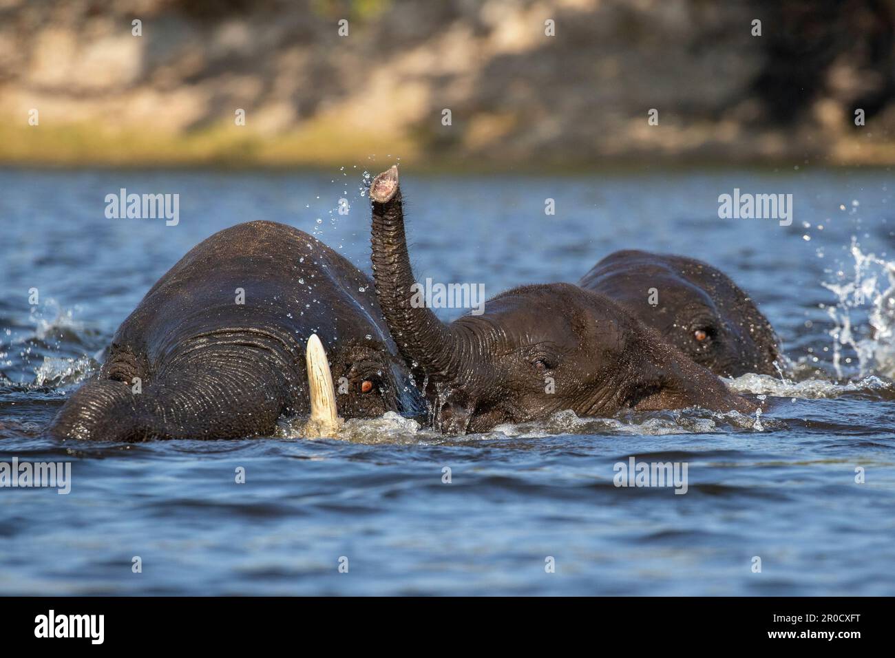 African elephants (Loxodonta africana) playing in river, Chobe national park, Botswana Stock Photo