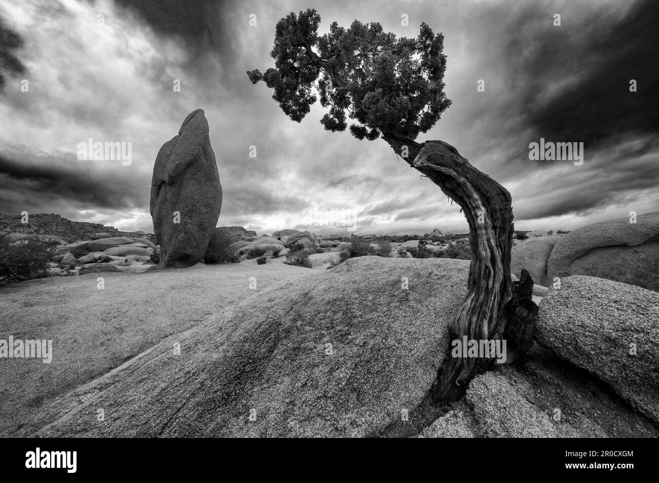 A greyscale shot of the famous Penguin Rock at the Joshua Tree National Park in California, US Stock Photo