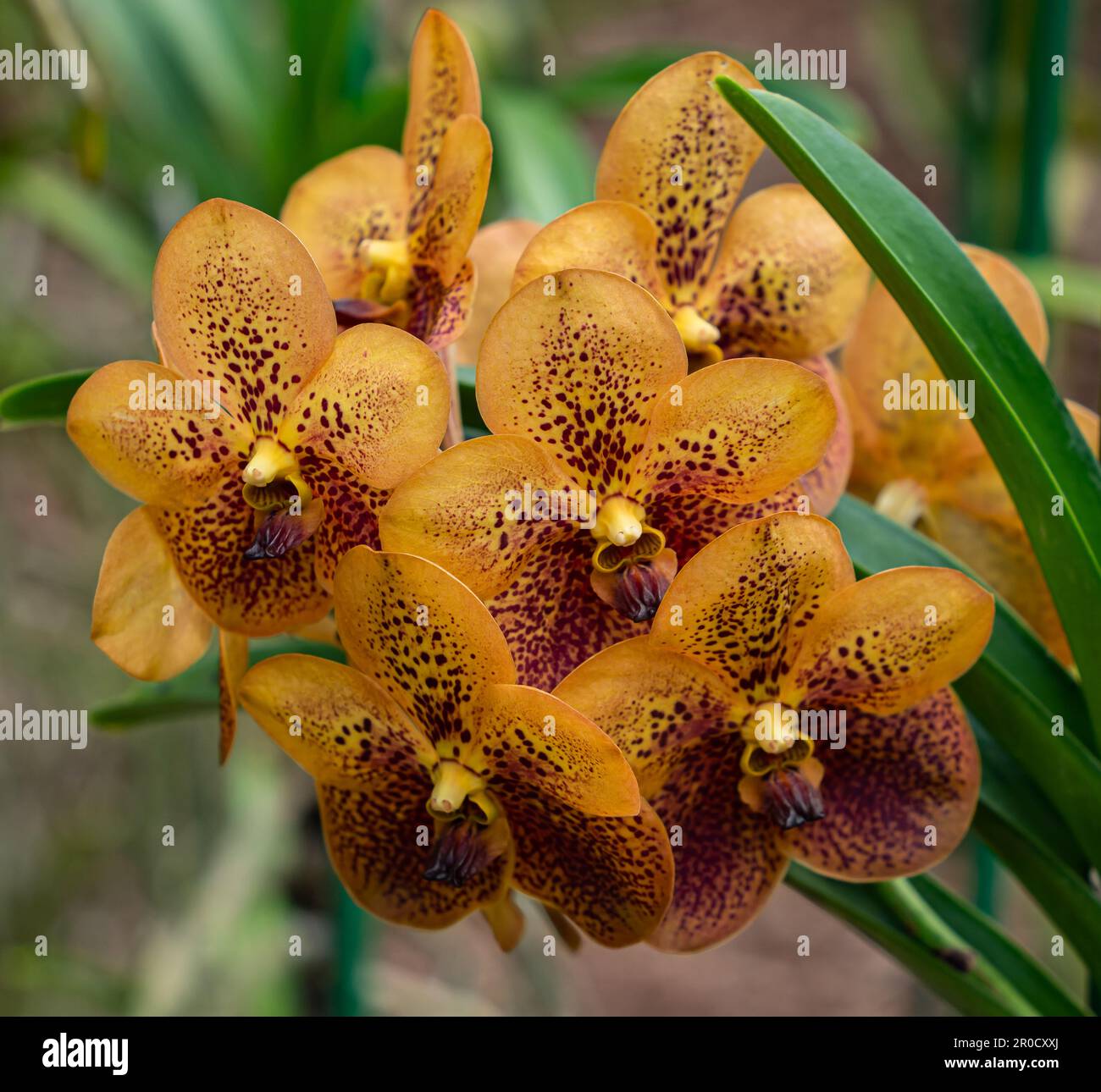 Fairchild Tropical Botanic garden in Miami, Florida best collection