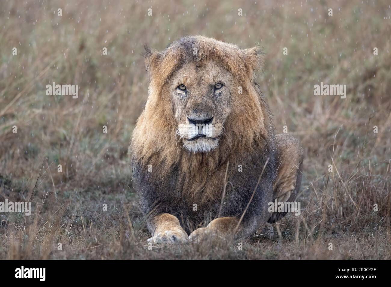 Lion (Panthera leo) in rain, Masai Mara, Kenya Stock Photo