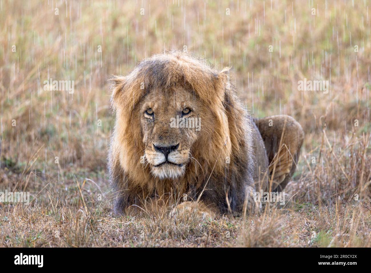 Lion (Panthera leo) in rain, Masai Mara, Kenya Stock Photo