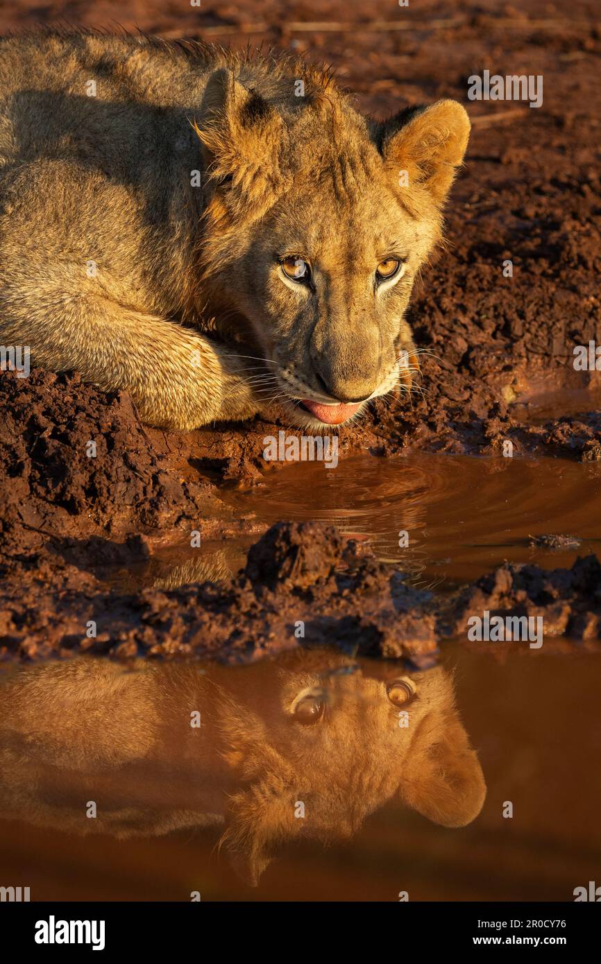 Lion (Panthera leo) cub drinking, Zimanga private game reserve, KwaZulu-Natal., South Africa Stock Photo