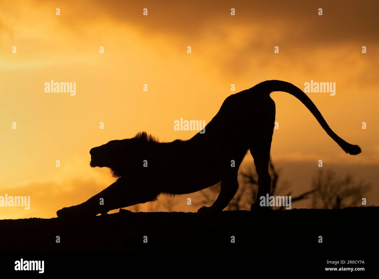 African lion silhouette hi-res stock photography and images - Alamy