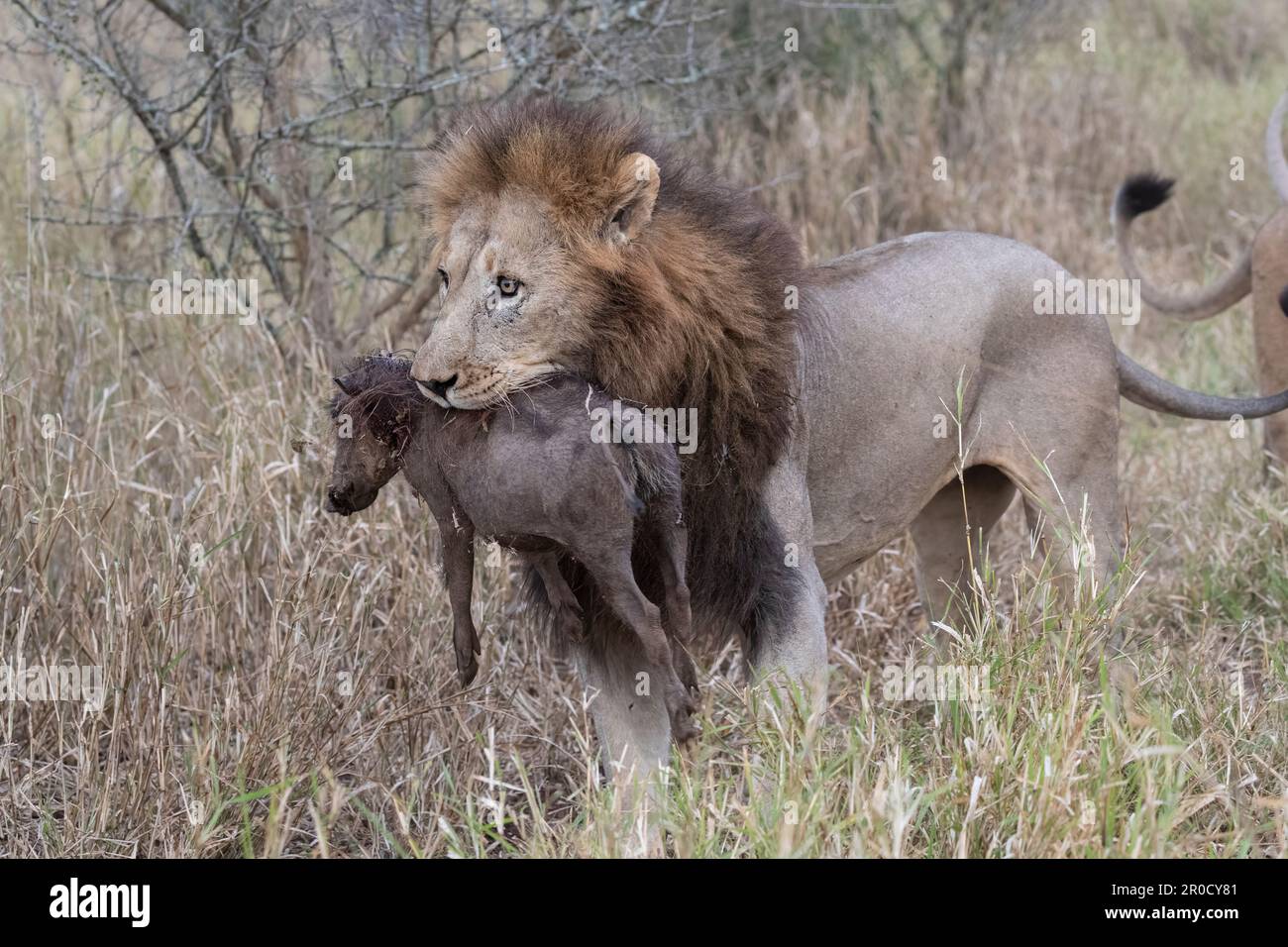 Lion (Panthera leo) with warthog kill, Zimanga private game reserve, KwaZulu-Natal., South Africa Stock Photo