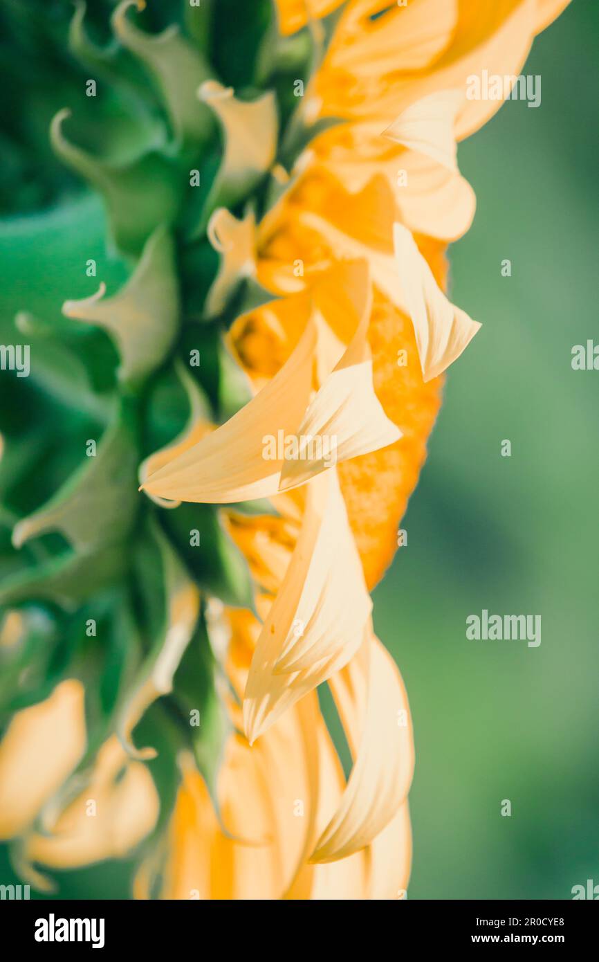 Sunflowers have their petals stacked in layers. The pointed end of the petals is yellow. When flowering, the flowers will turn to the east Stock Photo