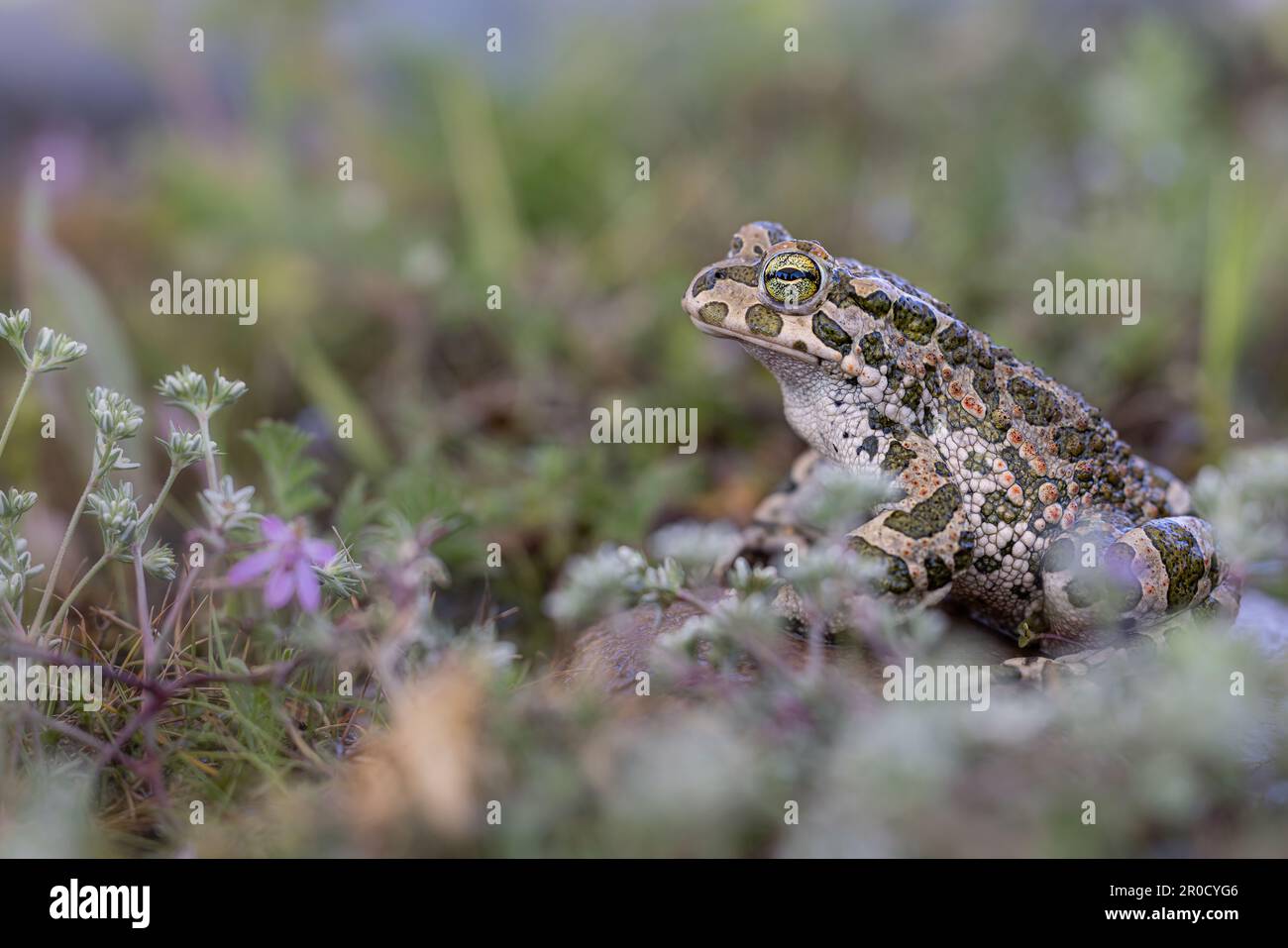 European Green Toad Stock Photo Alamy