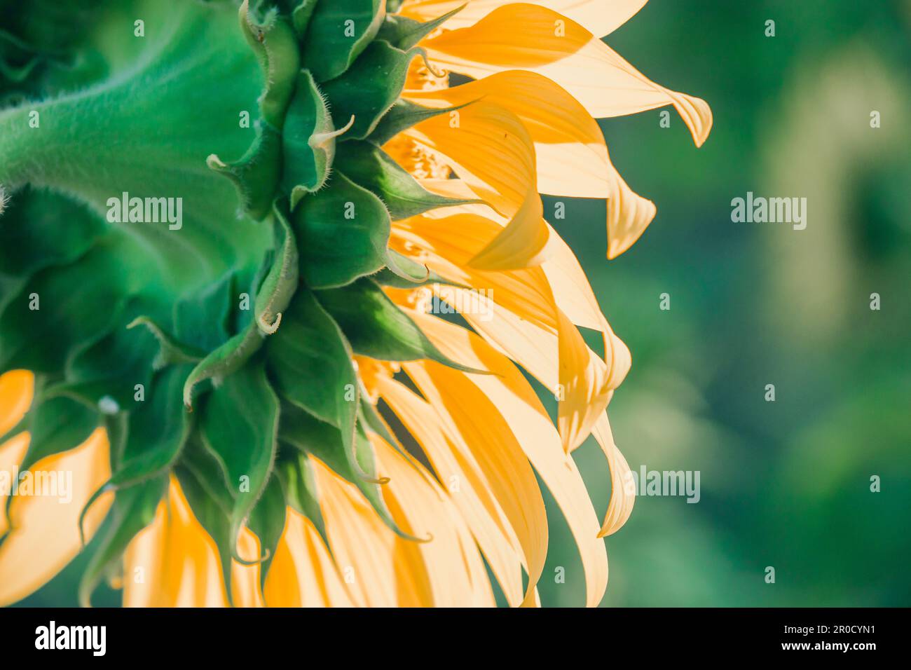 Sunflowers have their petals stacked in layers. The pointed end of the petals is yellow. When flowering, the flowers will turn to the east Stock Photo