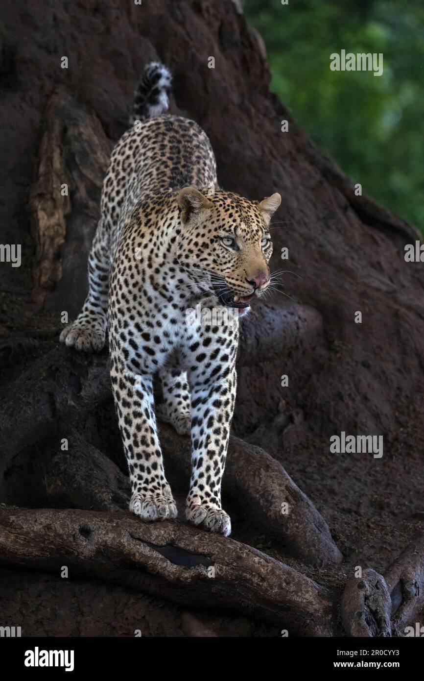 Leopard (Panthera pardus), Mashatu game reserve, Botswana Stock Photo