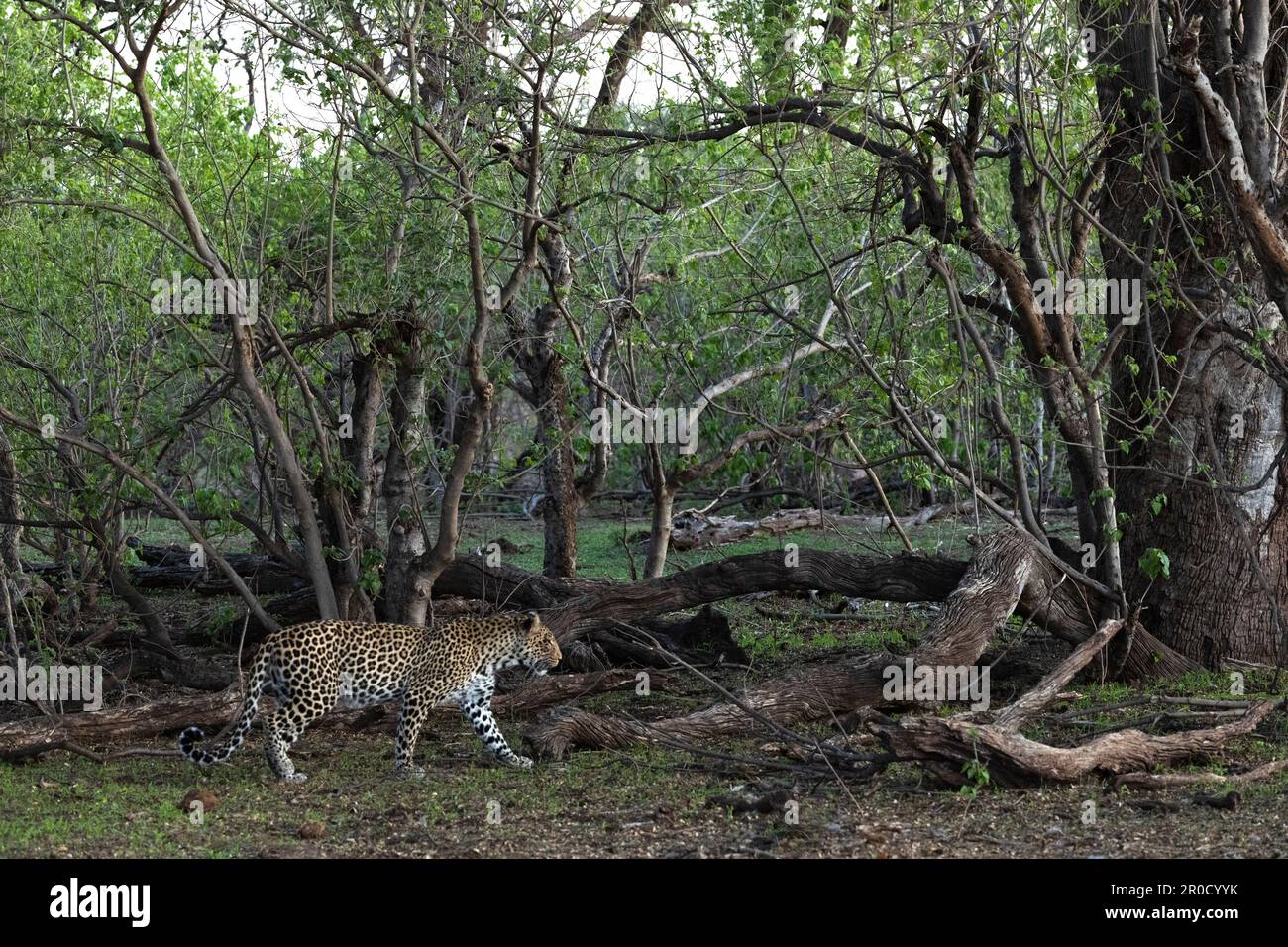 Leopard (Panthera pardus), Mashatu game reserve, Botswana Stock Photo