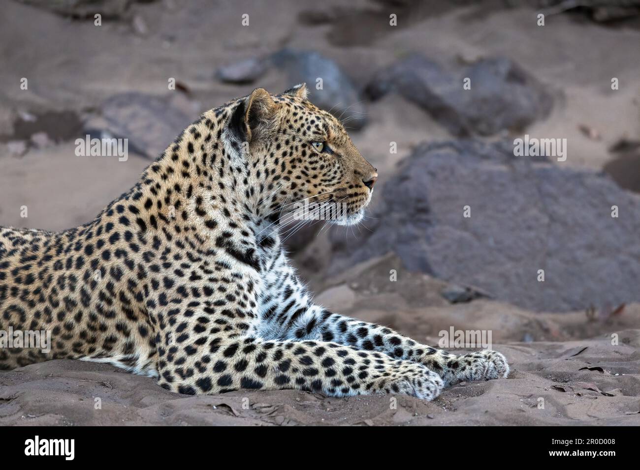 Leopard (Panthera pardus), Mashatu game reserve, Botswana Stock Photo
