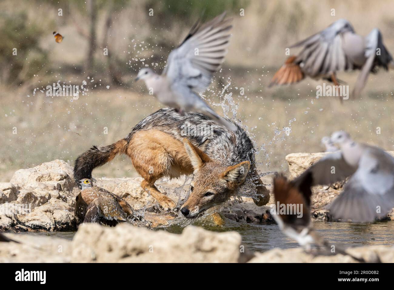 Black-backed jackal (Lupulella mesomelas) hunting Burchell's sandgrouse prey (Pterocles burchelli), Kgalagadi transfrontier park, Northern Cape, South Stock Photo