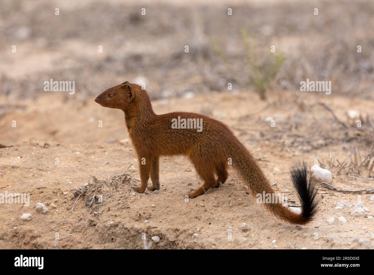 Slender mongoose (Herpestes sanguineus), Kgalagadi transfrontier park, Northern Cape, South Africa Stock Photo