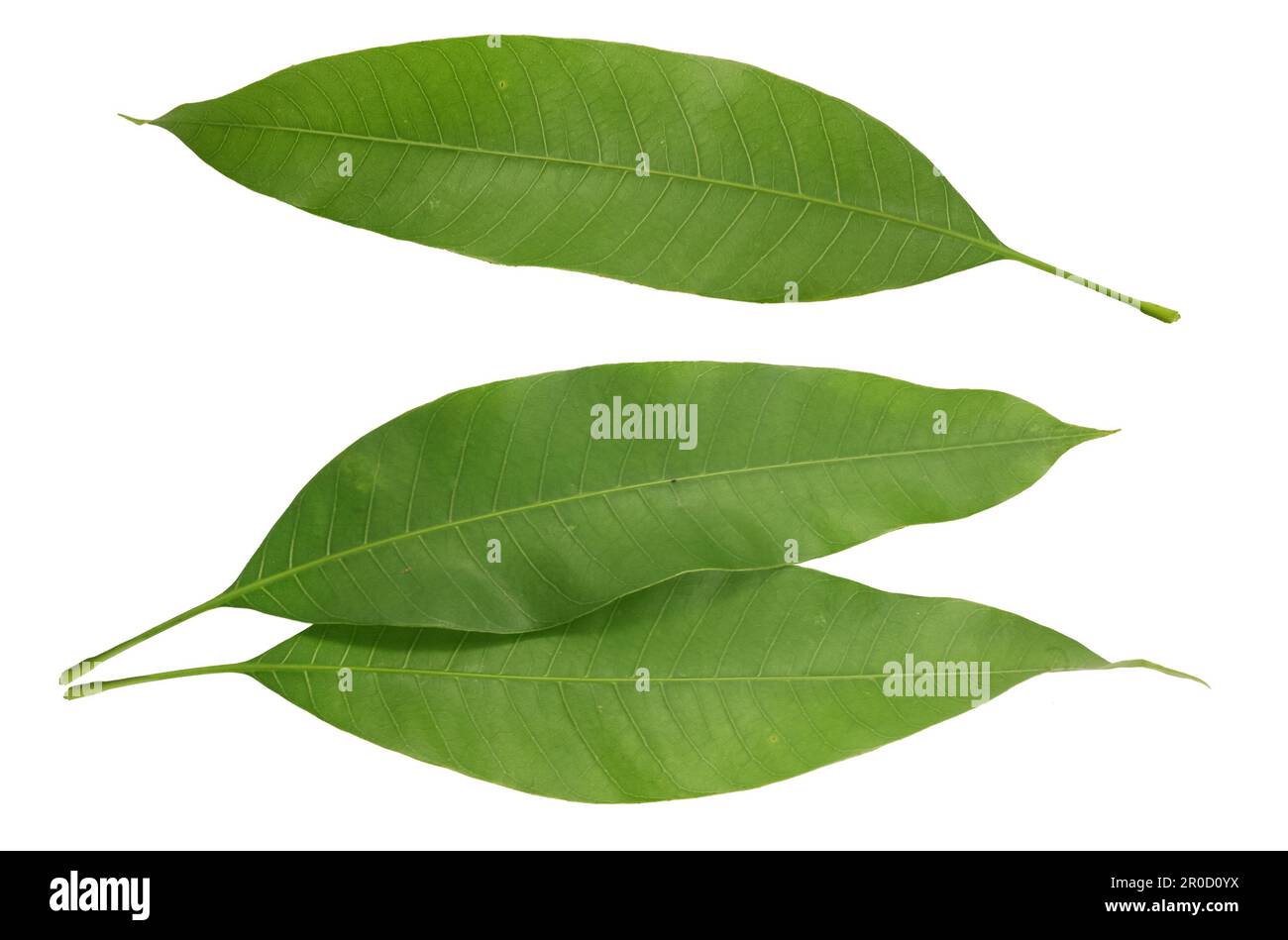 mango leaves on white background Stock Photo Alamy