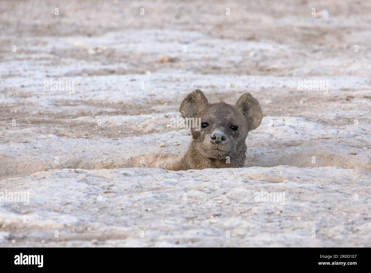 Spotted hyena (Crocuta crocuta) at den, Amboseli national park, Kenya Stock Photo