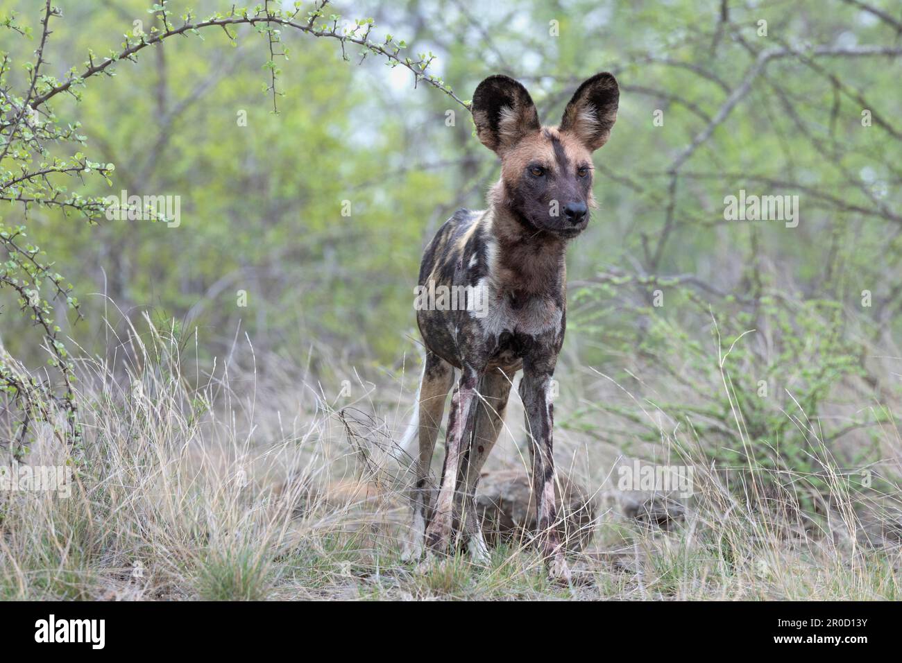African wild dog (Lycain pictus), Kruger national park, South Africa Stock Photo