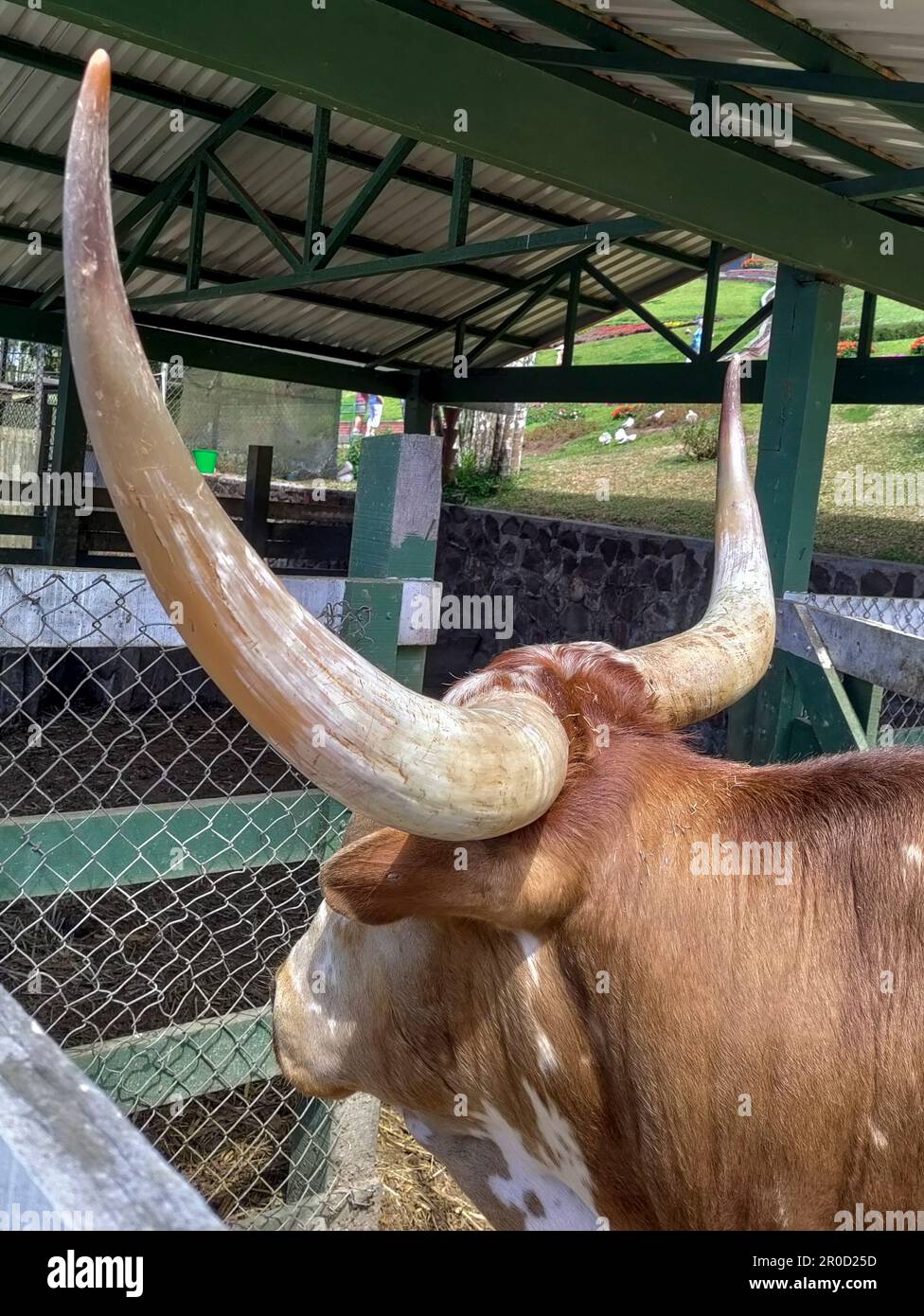 San Ramon, Costa Rica - A Texas Longhorn on the grounds of the restaurant El Jardin. Stock Photo