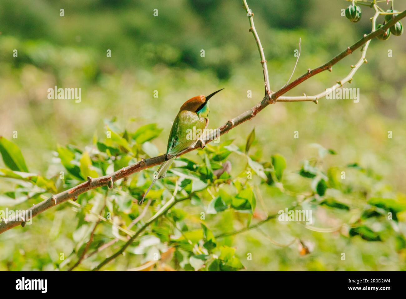 Chestnut-headed Bee-eater orange-headed with red eyes. It has reddish-orange hair covering its head and shoulders. Often perched on the open branches Stock Photo