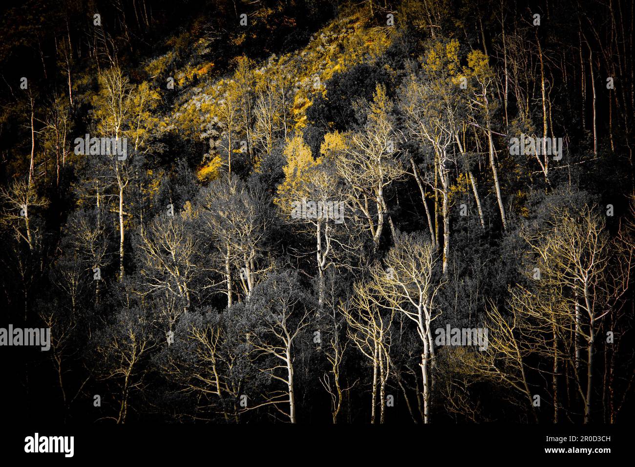 Aspen Trees are Changing Colors on Colorado Mountainside Stock Photo ...