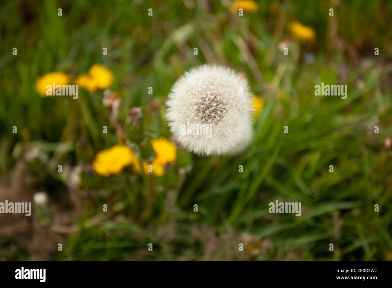 white fluff gentle refined and gentle sunlight illuminates the ball of  dandelion Stock Photo - Alamy