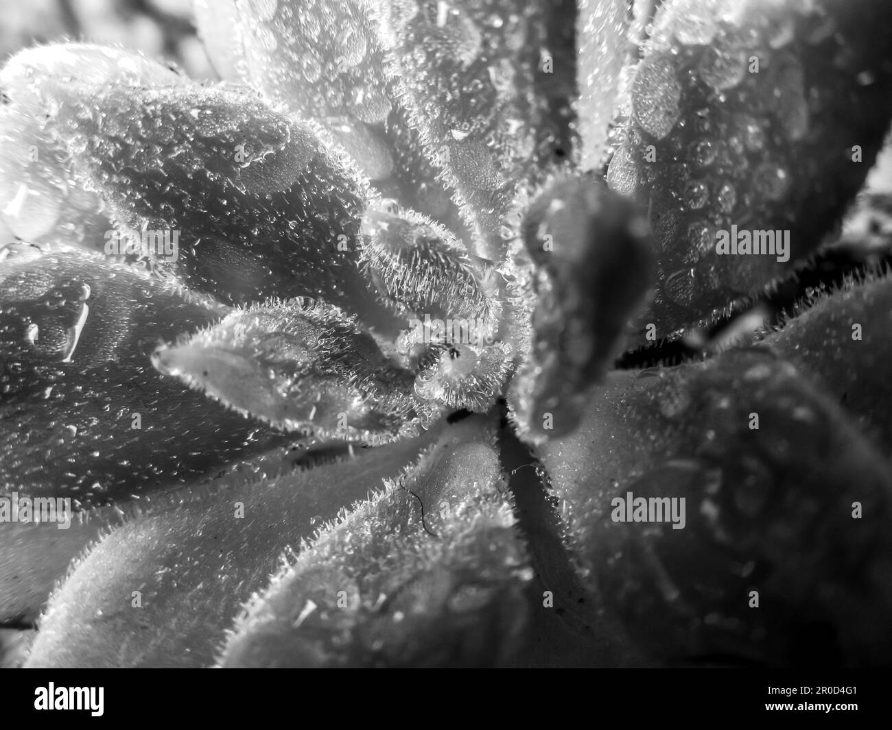 Close-up of an Echeveria Pilosa covered in water droplets in Black and white Stock Photo