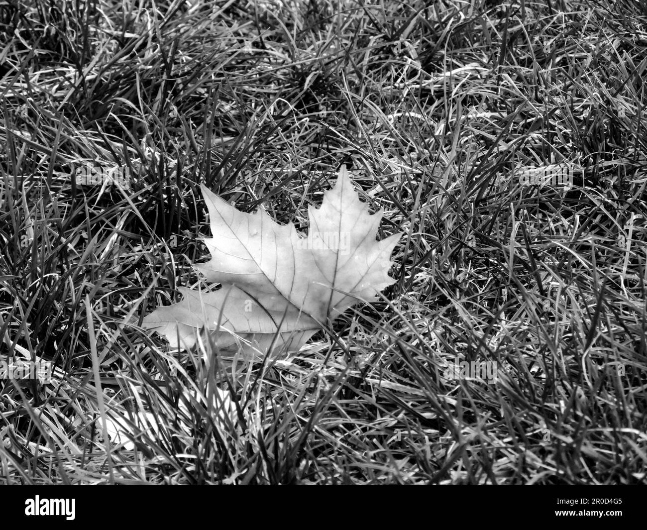 A single fallen Autumn leaf of a London Plane tree in black and White Stock Photo