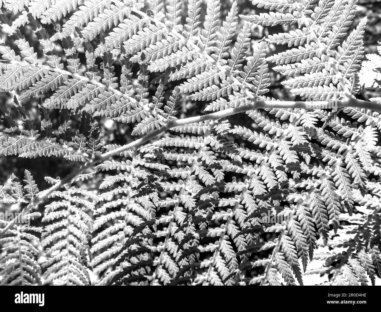 Sunlight shining through a fern leave in Black and White Stock Photo