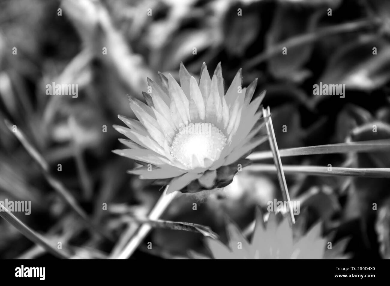 Close up of a delicate paper-like everlasting, in black and white, also known as a strawflower Stock Photo