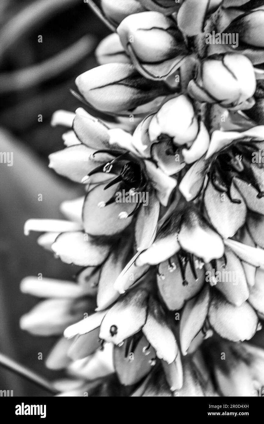 Close-up of a dwarf pineapple flower, Eucomis Humulus, in Black and White,  in the alpine region of the Drakensberg Mountains of South Africa. Stock Photo