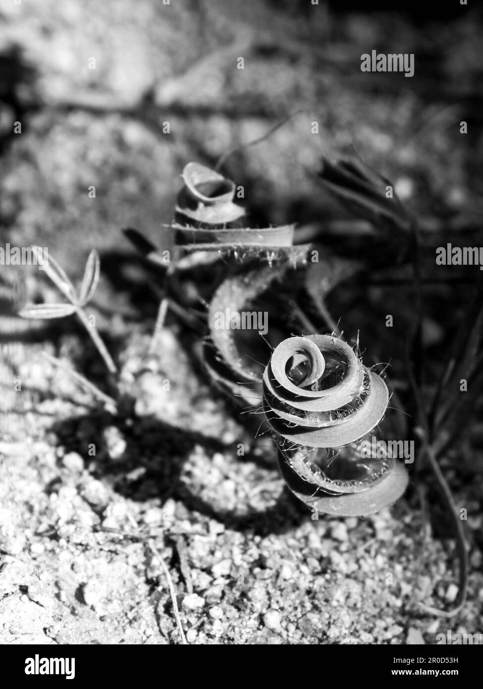 Arid flora Black and White Stock Photos & Images - Alamy