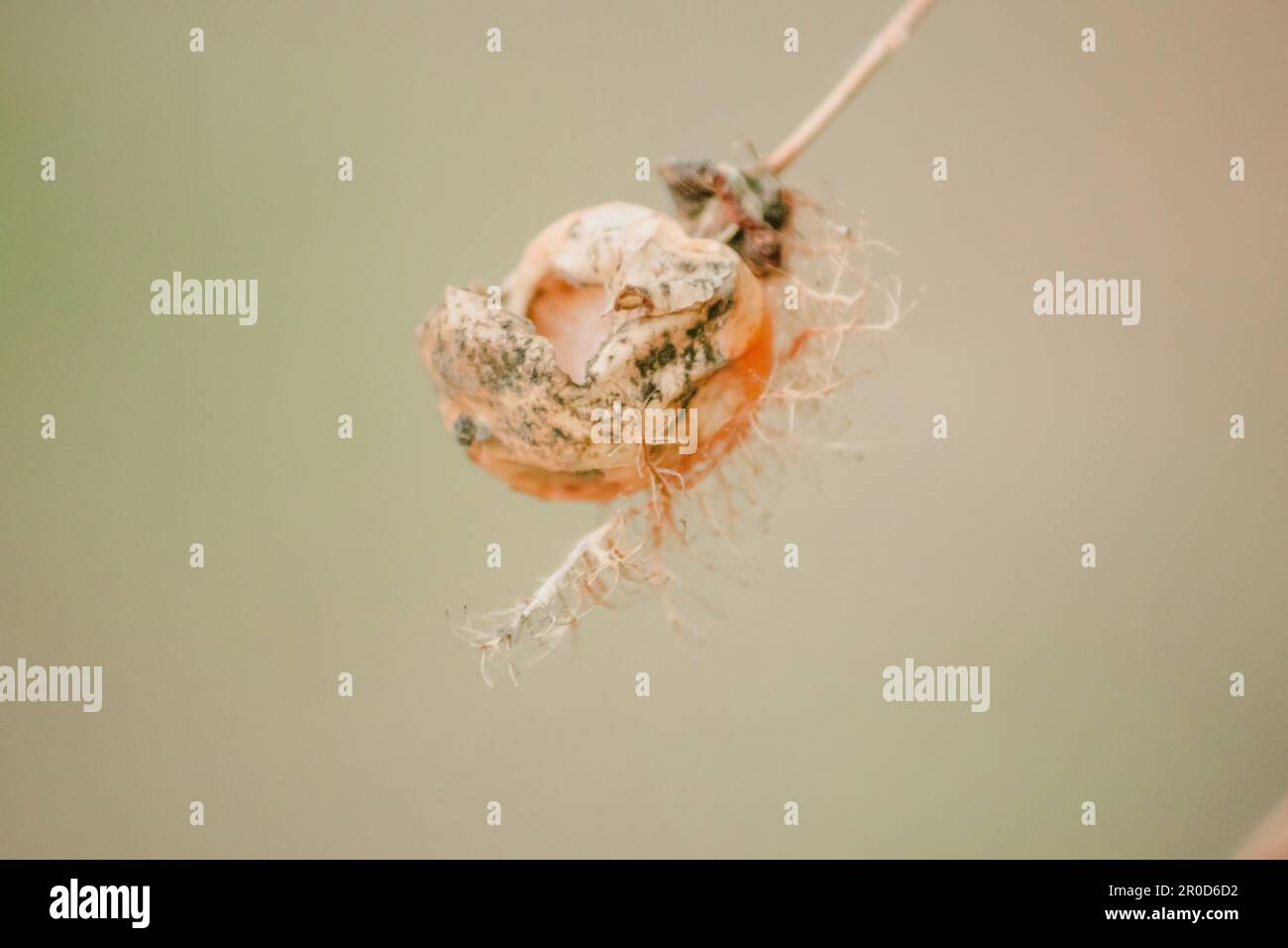 Propagated by bud hi-res stock photography and images - Alamy