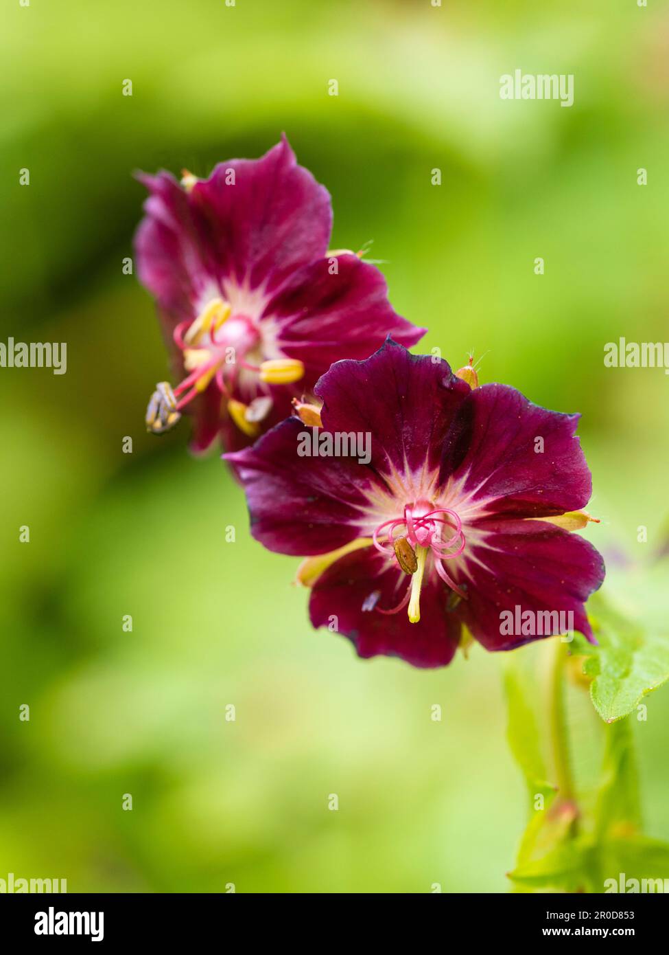 Dark red flowers of the spring blooming hardy mourning widow geranium, Geranium phaeum 'Samobor' Stock Photo