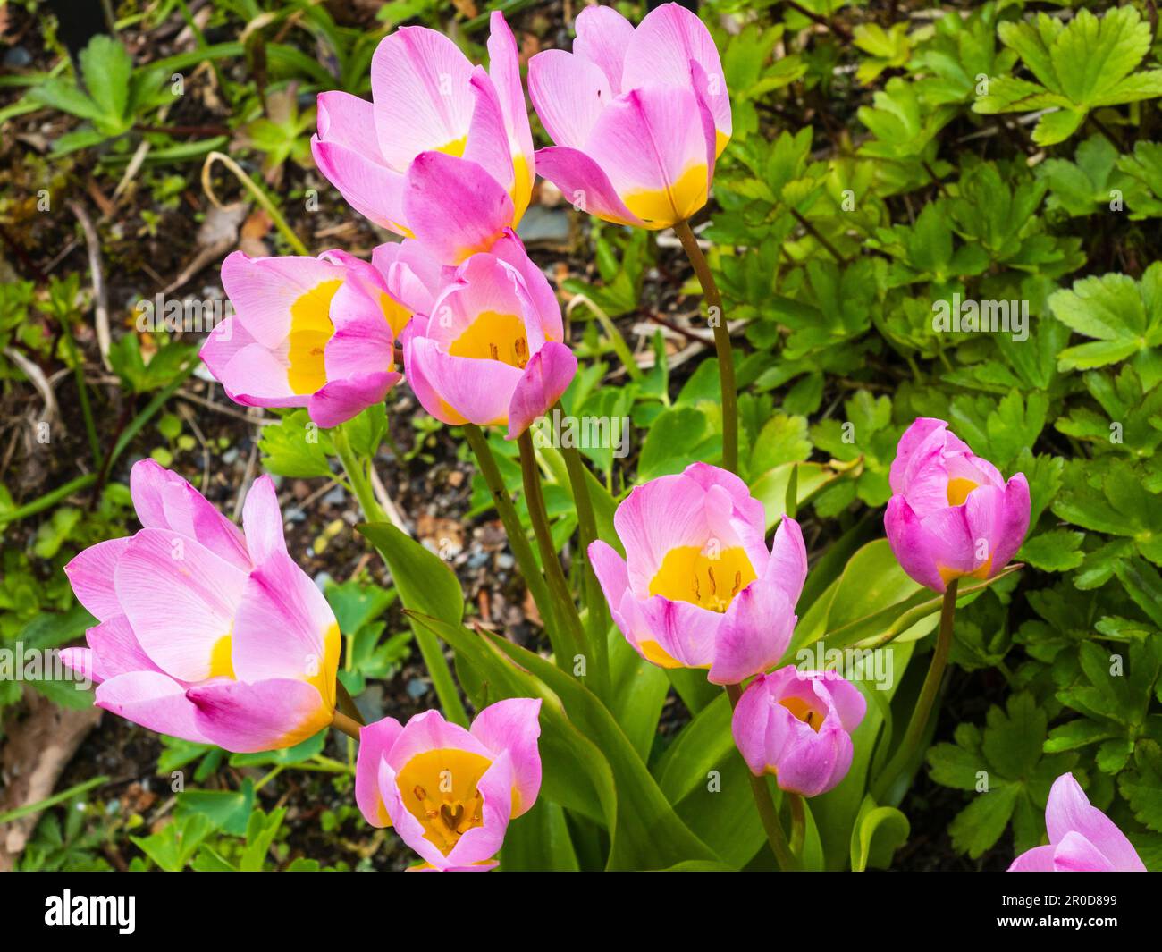 Flower and foliage of the spring blooming botanical tulip, Tulipa saxatalis (Bakeri Group) 'Lilac Wonder' Stock Photo