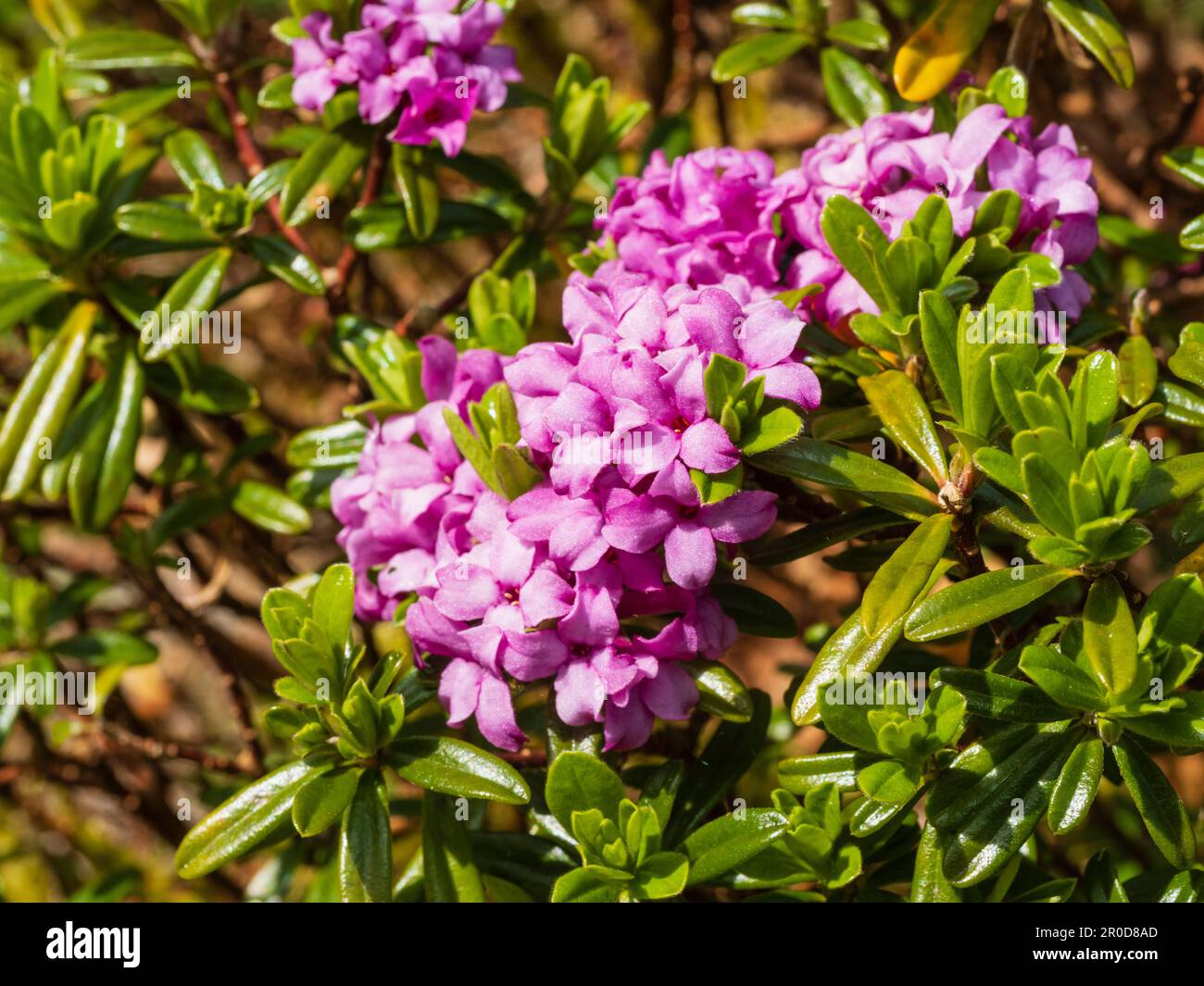 Scented pink spring flowers of the hardy evergreen shrub, Daphne x susannae 'Cheriton' Stock Photo