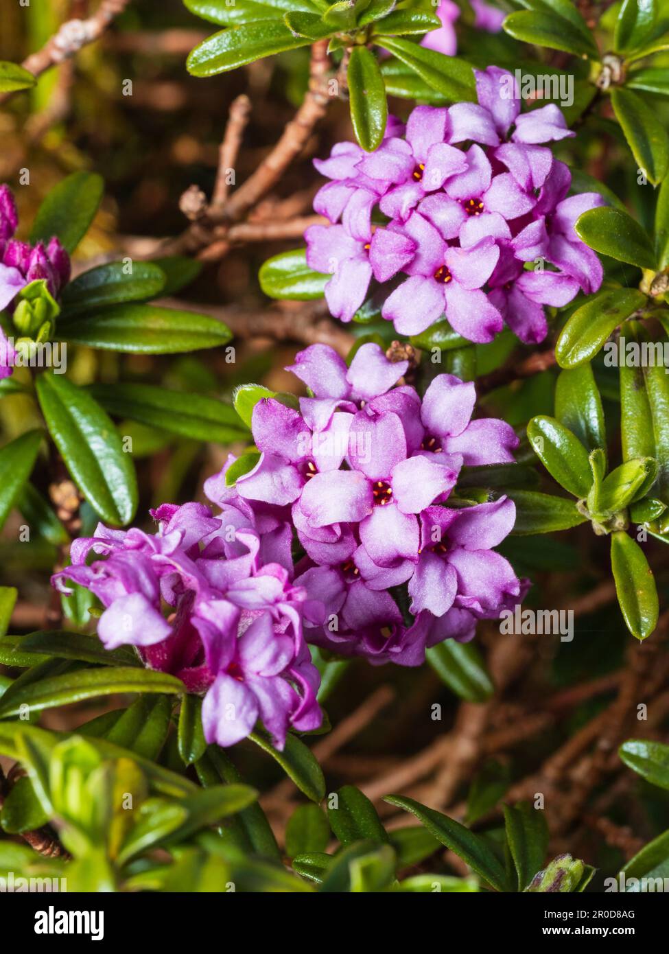 Scented pink spring flowers of the hardy evergreen shrub, Daphne x susannae 'Cheriton' Stock Photo
