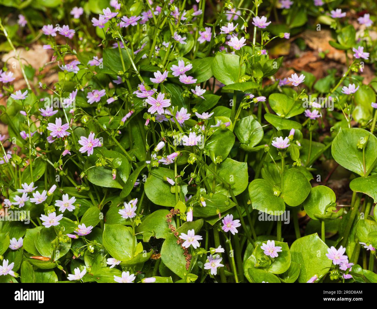 Pink spring to summer flowers and succulent foliage of pink purslane, Claytonia sibirica, an annual to short lived hardy perennial Stock Photo