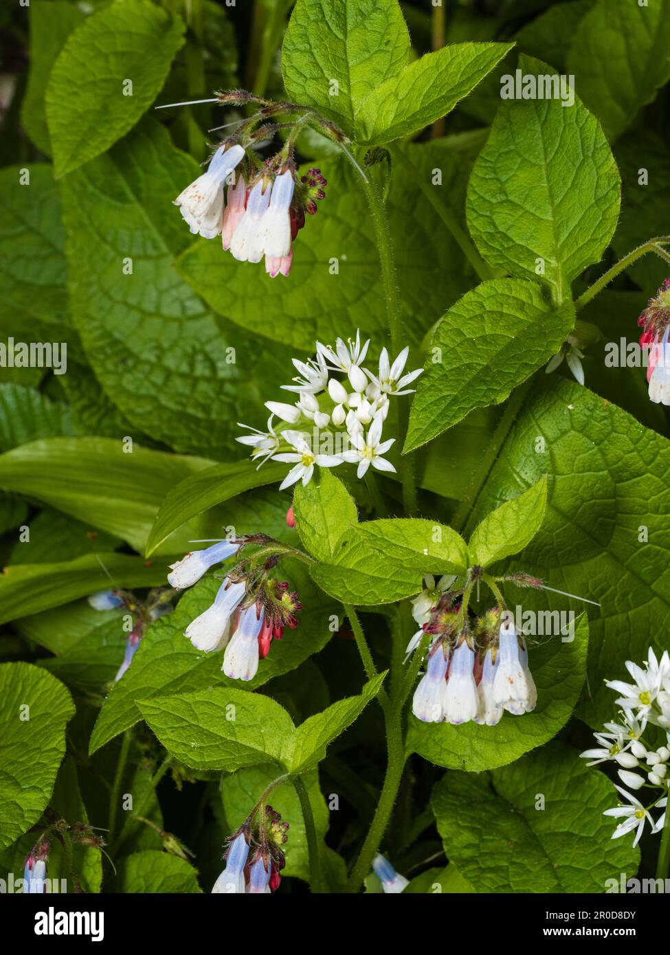Blue and white spring flowers of the ground covering hardy perennial Symphytum 'Hidcote Blue' mingle with wild garlic, Allium ursinum Stock Photo