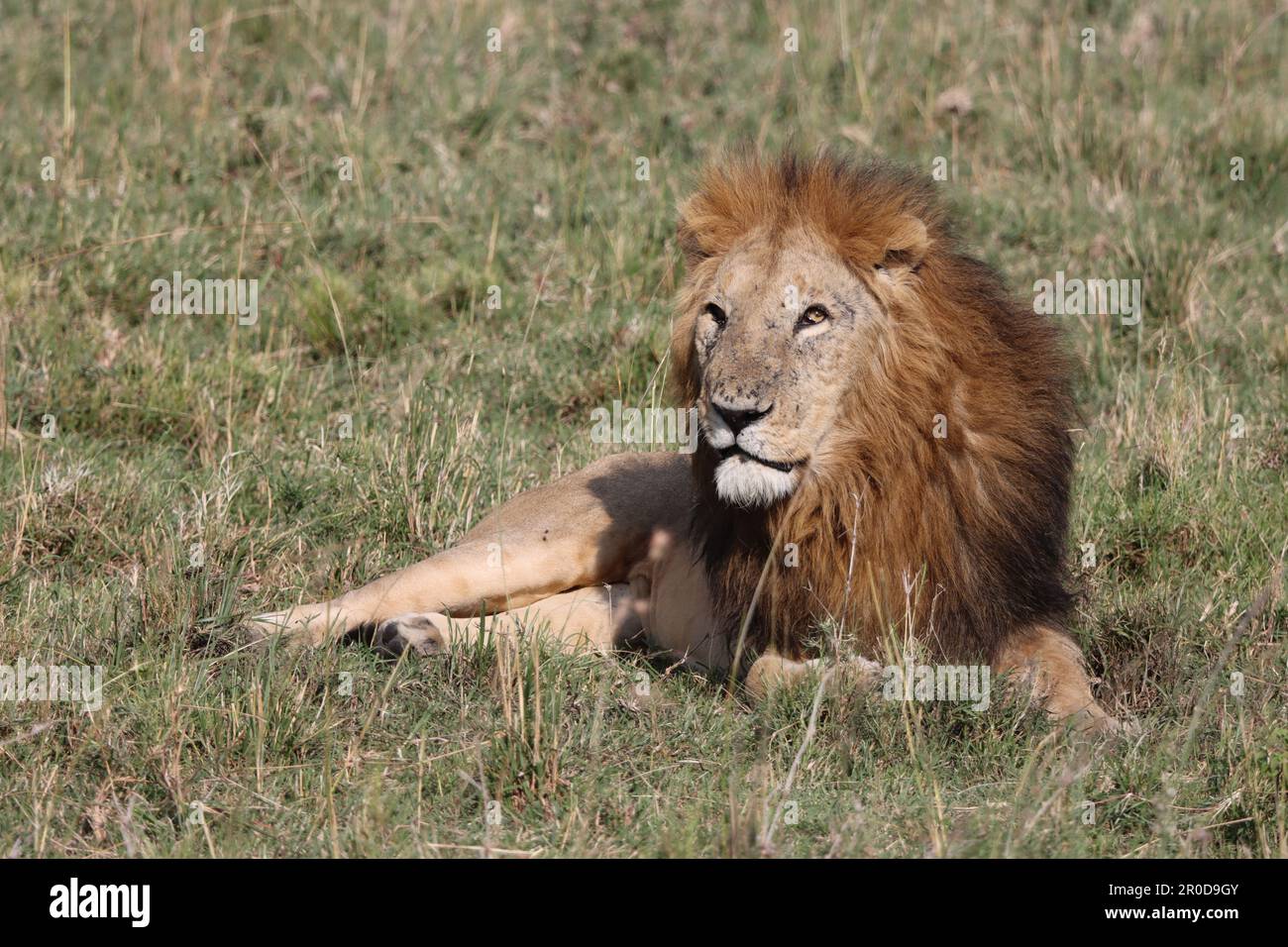 Male Lion on Masai Mara national park reserve Kenya Africa Stock Photo ...