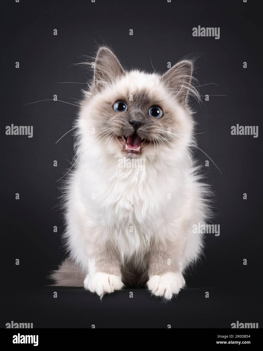 Young Camkittys images Cam kitty hi-res stock photography and images - Alamy