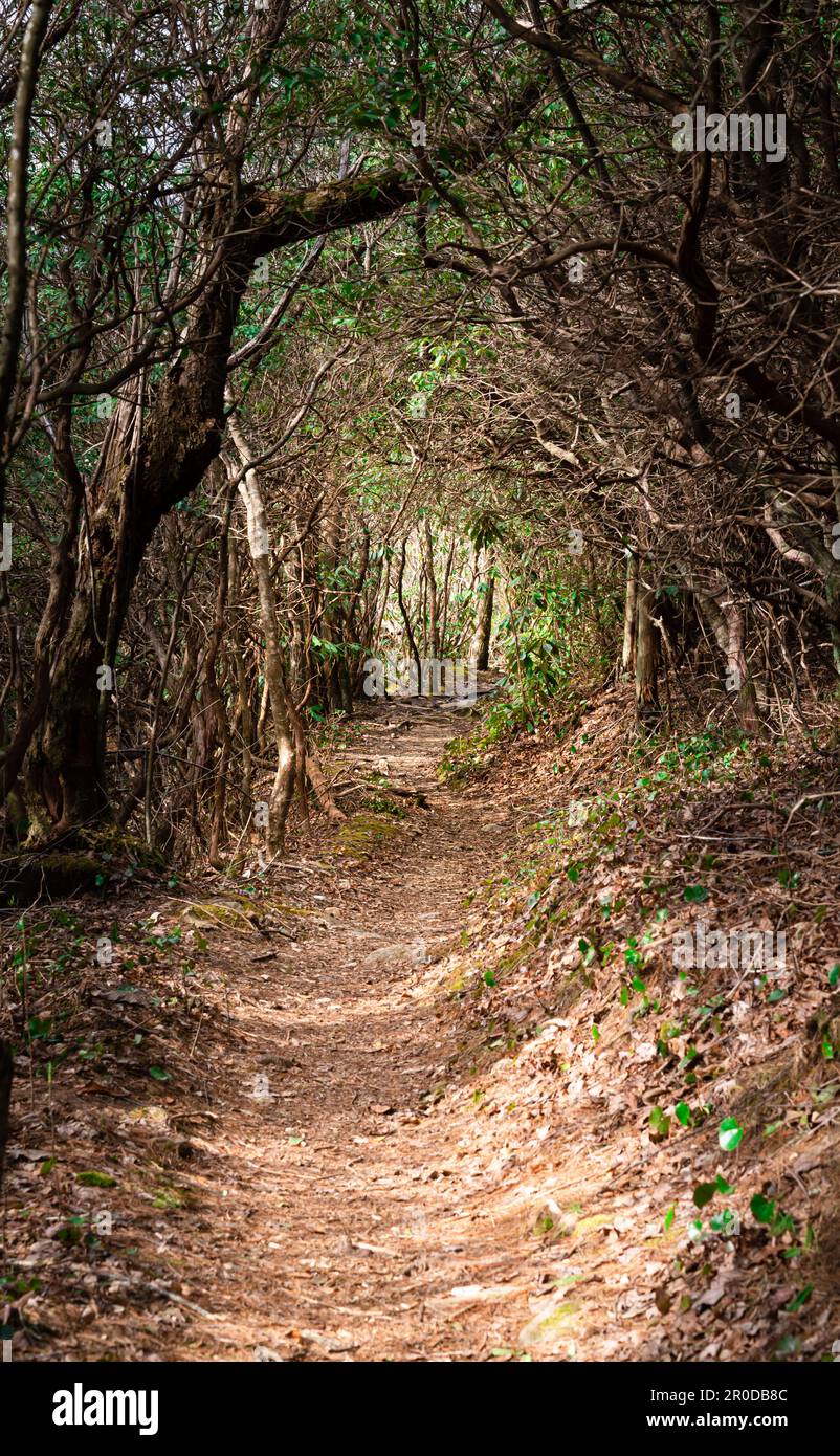 Arkaquah trail through dense woods Stock Photo