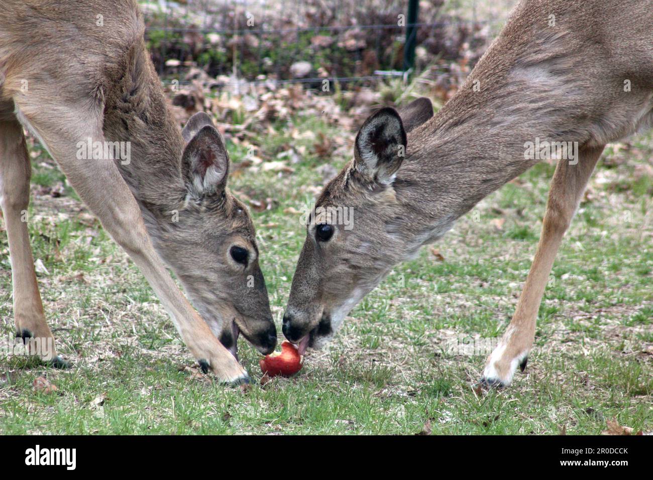 A Doe And Her Yearling Buck Share An Apple On A Spring Day Stock Photo