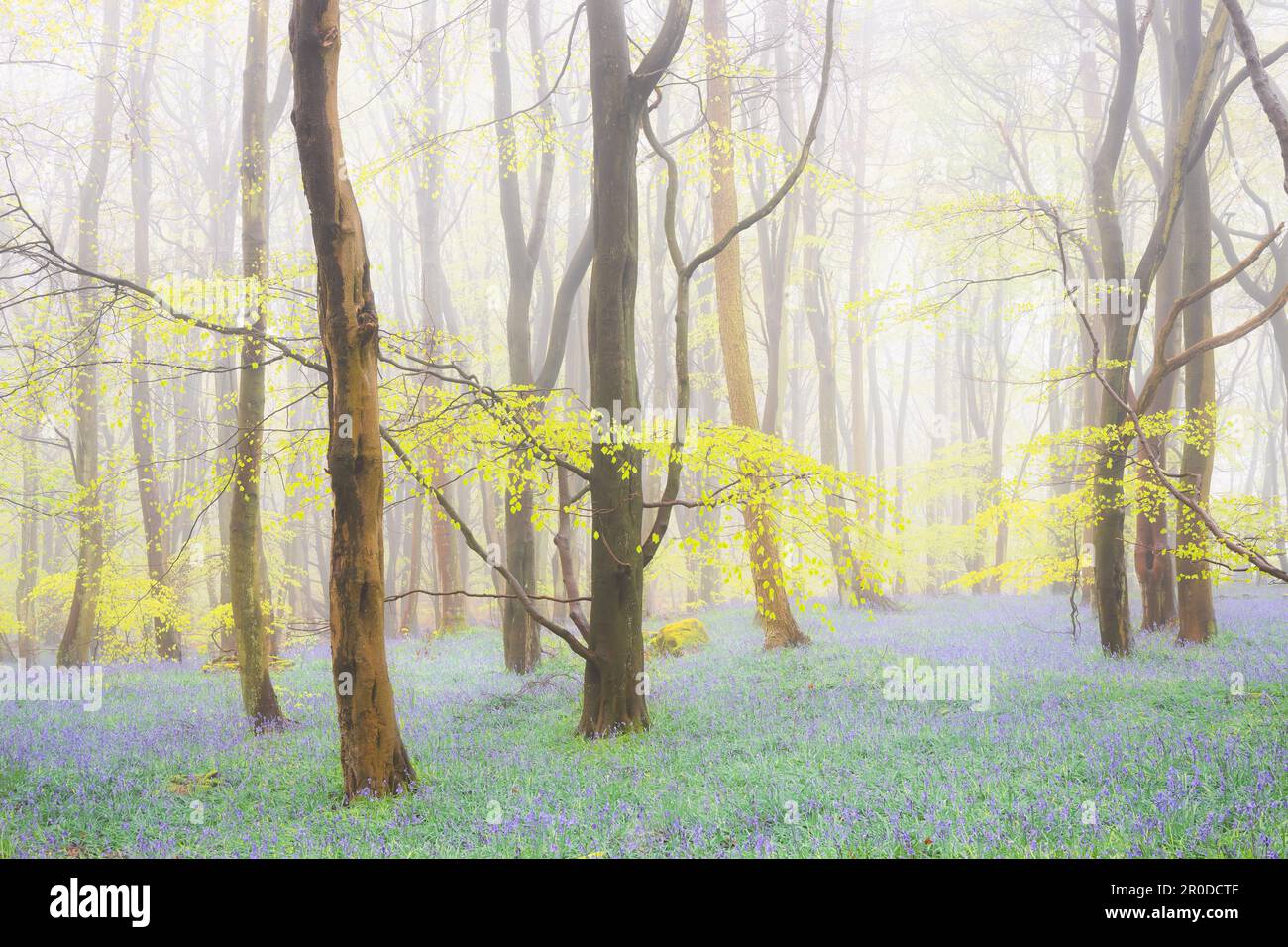 Misty atmospheric forest woodland of beech trees and Spring bluebells (Hyacinthoides non-scripta) on a foggy morning at Harran Hill Wood in Fife, Scot Stock Photo