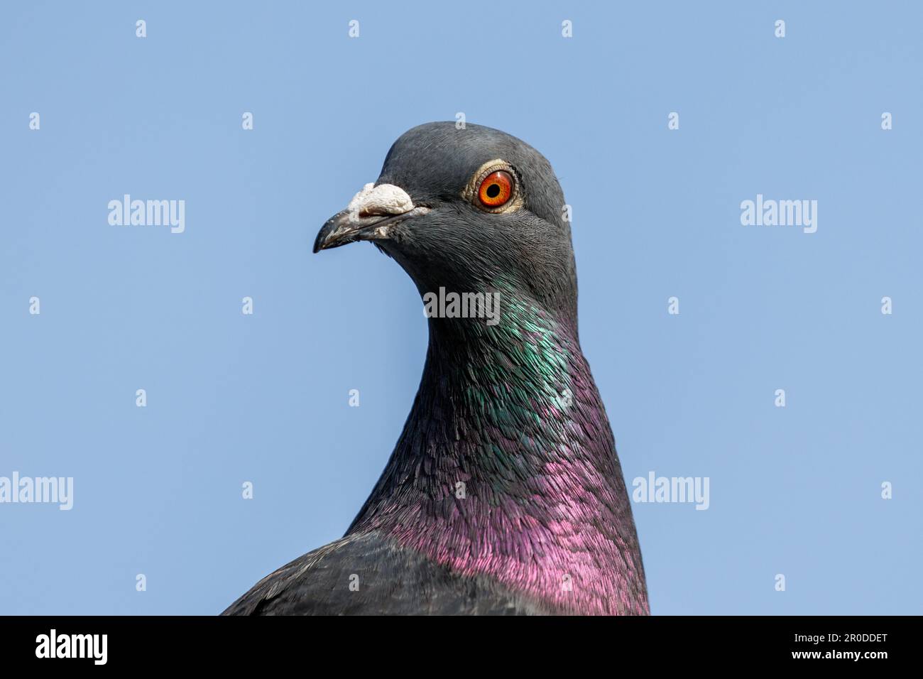 Feral pigeon (Columba livia) Sussex, UK Stock Photo