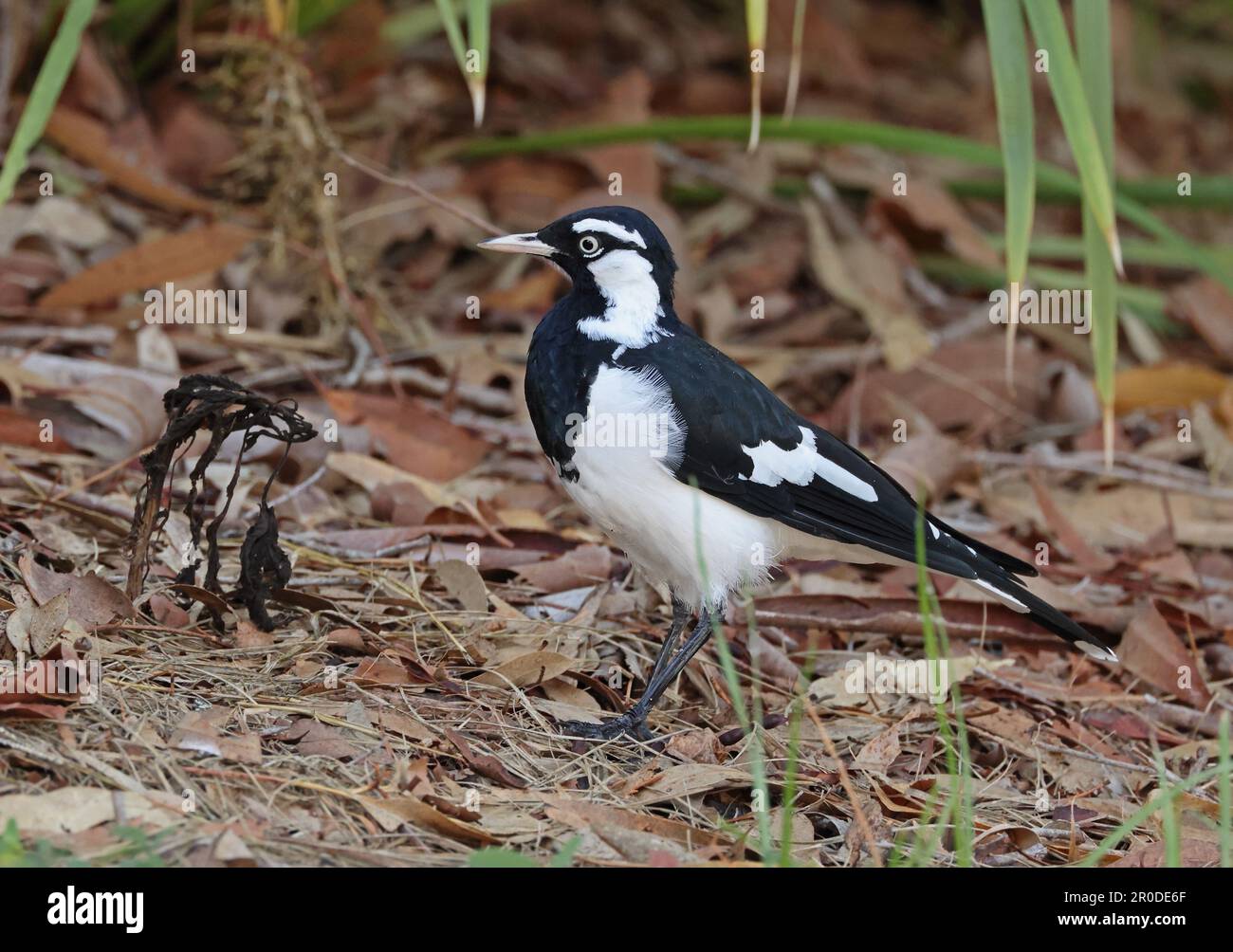 Magpie-lark (Grallina cyanoleuca cyanoleuca) adult foraging on the ground  south-east Queensland, Australia.     March Stock Photo